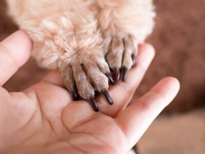 犬が『人に話しかけている』サイン５選　見逃したくないアピールや信頼関係を深める方法まで