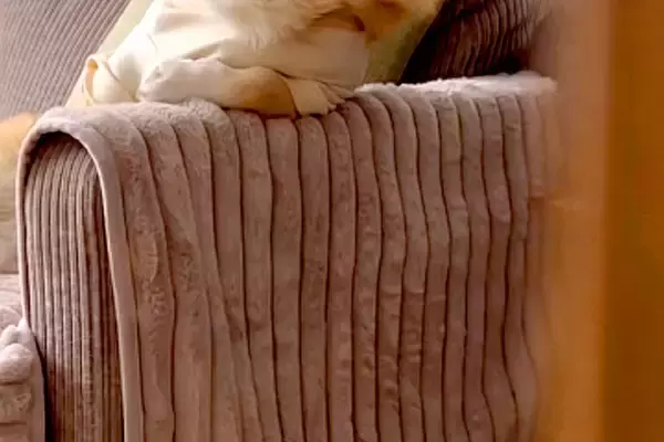 ソファにいる犬を隠し撮りした結果→なぜか『姿勢』が…まさかの『人間味が強すぎる光景』に反響「絶対に前世は人ｗ」「休日のお父さんで草」