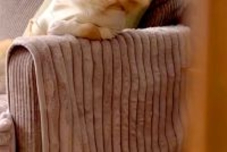 ソファにいる犬を隠し撮りした結果→なぜか『姿勢』が…まさかの『人間味が強すぎる光景』に反響「絶対に前世は人ｗ」「休日のお父さんで草」