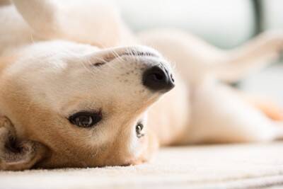 犬が『幸せ』だと思っているときにする行動５選　絶対に見逃したくないサインとは？
