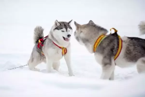 犬が『他の犬に吠えてしまう』理由とは？やめさせる方法はあるの？しつけの注意点まで