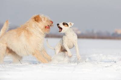 犬が『他の犬に吠えてしまう』理由とは？やめさせる方法はあるの？しつけの注意点まで