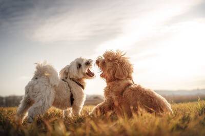犬が『他の犬に吠えてしまう』理由とは？やめさせる方法はあるの？しつけの注意点まで