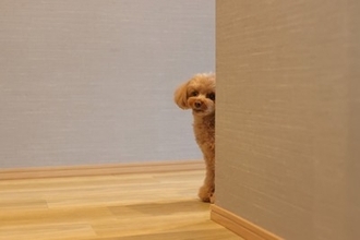 愛犬が『ずっとついてくる』心理5つ　飼い主につきまとうのはなぜ？やめさせた方がいいの？
