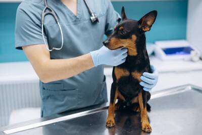 犬の『精神疾患』とは？今すぐに治療が必要な症状や判断する方法まで解説