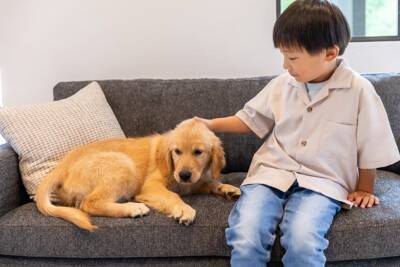 犬の『精神疾患』とは？今すぐに治療が必要な症状や判断する方法まで解説