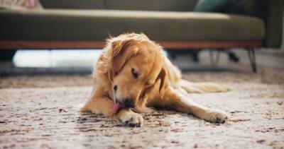 犬の『精神疾患』とは？今すぐに治療が必要な症状や判断する方法まで解説