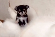 極小の赤ちゃん犬が『大型犬たちと暮らした』結果→お腹の上が特等席で…愛おしすぎる『サイズ差』が98万再生「自称ハスキーｗ」「素敵な関係」