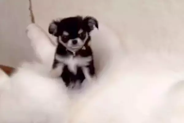 極小の赤ちゃん犬が『大型犬たちと暮らした』結果→お腹の上が特等席で…愛おしすぎる『サイズ差』が98万再生「自称ハスキーｗ」「素敵な関係」