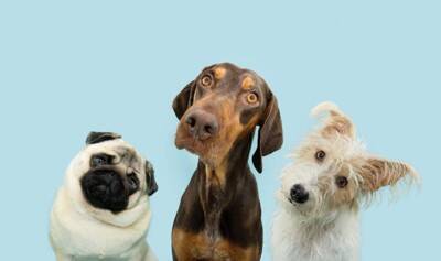 【体重3kgからOK】超小型犬の飼い主さん必見！「カプセル内視鏡」の安全性と最新研究を獣医が解説