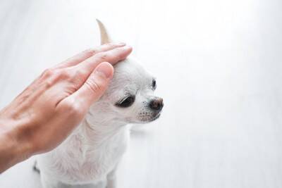 【体重3kgからOK】超小型犬の飼い主さん必見！「カプセル内視鏡」の安全性と最新研究を獣医が解説