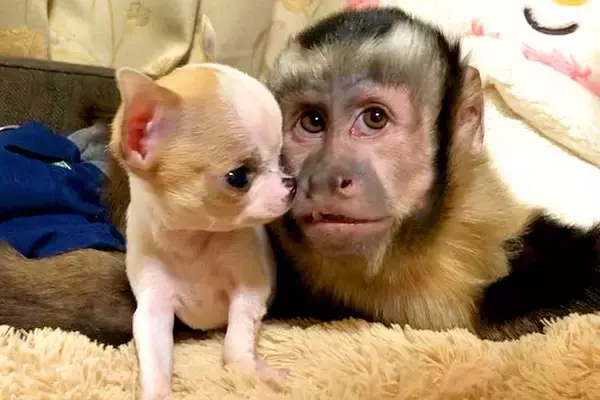 サルが『小さな子犬と一緒に暮らした』結果→犬猿の仲とは程遠い『人間のように可愛がる光景』にほっこり　互いに大好きが伝わる姿が微笑ましい