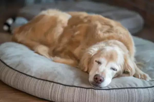 犬が『認知症』になったときに現れる症状5選　飼い主のことは忘れてしまうの？