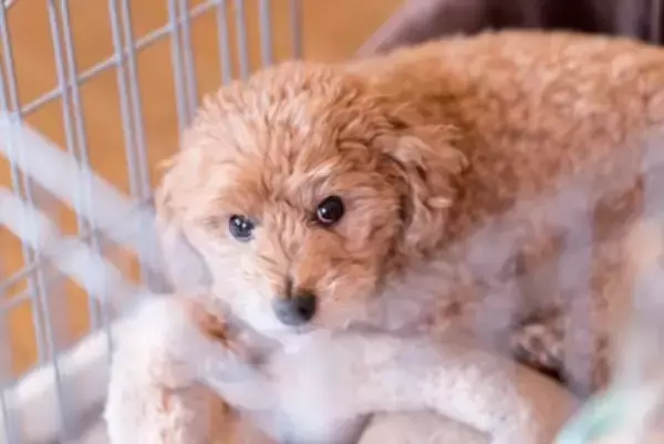 犬が急に『怯えるようになる』要因4選　愛犬がトラウマを抱えてしまうNG行為とは？