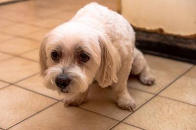 犬が急に『怯えるようになる』要因4選　愛犬がトラウマを抱えてしまうNG行為とは？