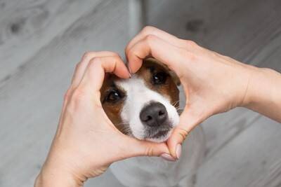 犬に『感謝の気持ち』を伝える方法4選　愛犬は人間の感情を理解することができるの？