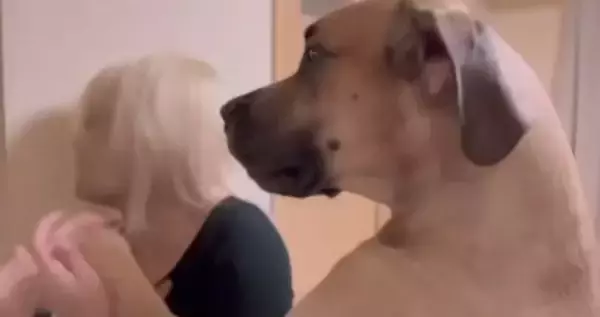超大型犬が『仕事に行こうとするママ』にした行動…ダイナミック過ぎる『阻止方法』が愛おしすぎると74万再生「壁ドンで草」「愛が重いｗ」