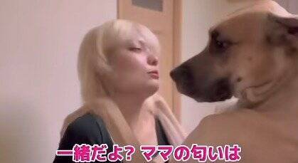 超大型犬が『仕事に行こうとするママ』にした行動…ダイナミック過ぎる『阻止方法』が愛おしすぎると74万再生「壁ドンで草」「愛が重いｗ」