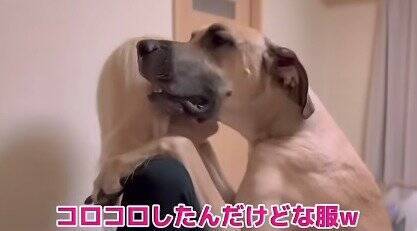 超大型犬が『仕事に行こうとするママ』にした行動…ダイナミック過ぎる『阻止方法』が愛おしすぎると74万再生「壁ドンで草」「愛が重いｗ」