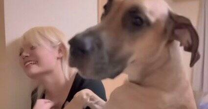 超大型犬が『仕事に行こうとするママ』にした行動…ダイナミック過ぎる『阻止方法』が愛おしすぎると74万再生「壁ドンで草」「愛が重いｗ」