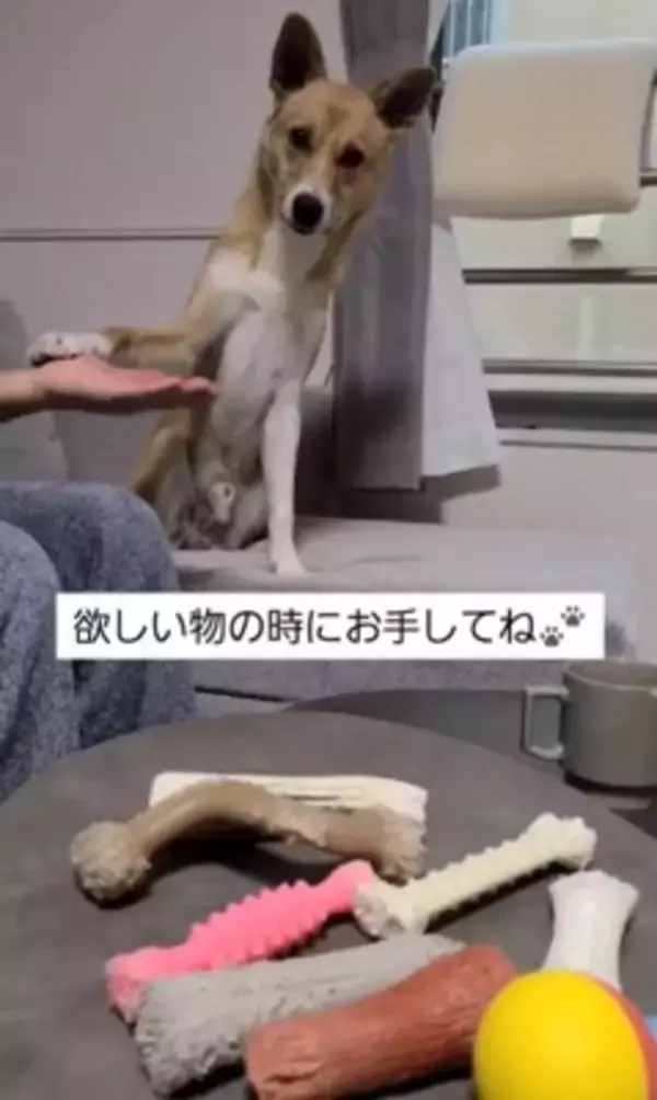 犬に『欲しいおもちゃ、どれ？』と指差し確認してみたら…もはや人間の 