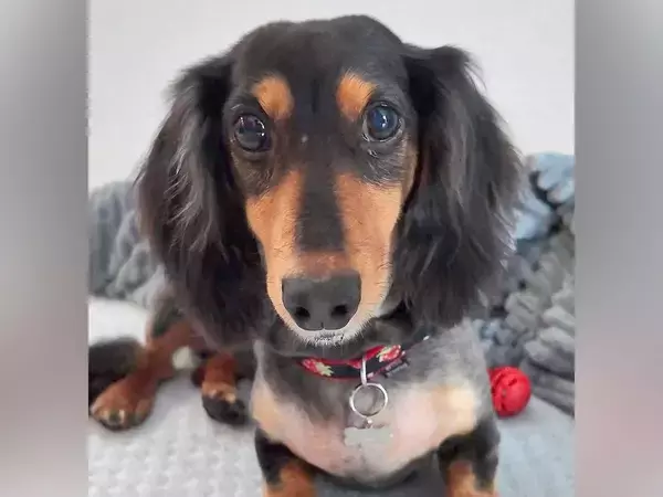 2度も飼育放棄された犬→数日に1度の食事しかもらえず…たくさんの愛情を注がれた『1年後の光景』に涙「号泣した」「本当に素敵な家族」と称賛