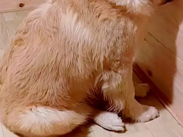 イタズラをして叱られてしまった子犬→壁の方へ向かっていき…予想以上に『猛反省』する様子が10万再生「許します」「かわいすぎるｗ」と悶絶