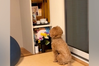 ある日、亡くなった父の仏壇の前から動かなくなった犬…涙溢れる『まさかの光景』が47万再生「絶対に会いに来てる」「会話してる…泣いた」