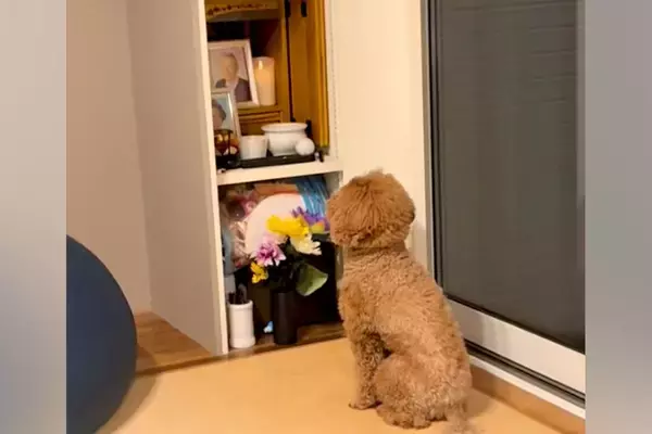 ある日、亡くなった父の仏壇の前から動かなくなった犬…涙溢れる『まさかの光景』が47万再生「絶対に会いに来てる」「会話してる…泣いた」