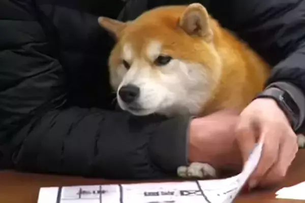 『会長』として働く柴犬→社員と一緒になって…『会議に参加する様子』が可愛すぎると111万再生「営業しに行ってもいいですか？」「憧れる」