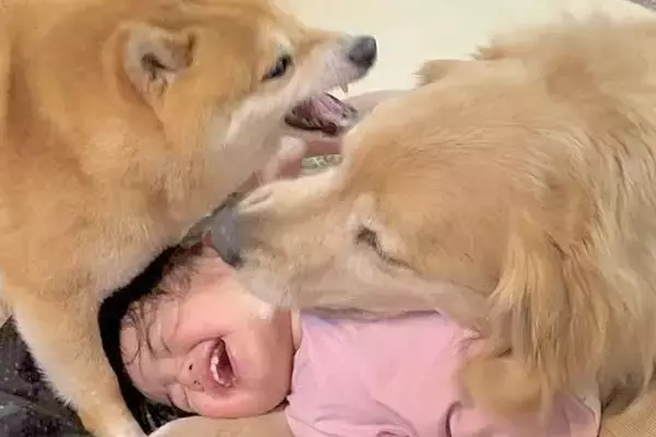 1歳の女の子が『遊んでいる2匹の犬に割り込んだ』結果→犬が『危ない』と察して…『まさかの行動』が22万再生「母性愛」「言葉理解してる」
