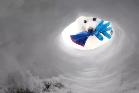 かまくら修理中、『犬が手袋を届けてくれた』と思ったら…無情すぎる『コントのような光景』が207万表示「笑ったｗｗ」「欲しいか？って感じ」