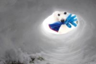 かまくら修理中、『犬が手袋を届けてくれた』と思ったら…無情すぎる『コントのような光景』が207万表示「笑ったｗｗ」「欲しいか？って感じ」