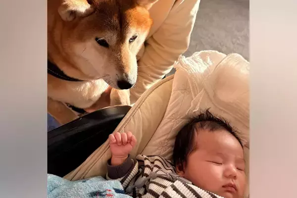 同じ年に生まれた赤ちゃんと犬→4年後…宝物のような『成長記録』と新たな出会いに反響「どんどん大きくなってね」「可愛さマシマシ」と3万再生