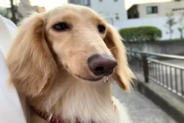 犬の『鼻水』注意すべき状態5つ　今すぐに病院へ行くべき症状や考えられる病気まで