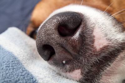 犬の『鼻水』注意すべき状態5つ　今すぐに病院へ行くべき症状や考えられる病気まで