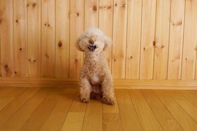 犬の『鼻水』注意すべき状態5つ　今すぐに病院へ行くべき症状や考えられる病気まで