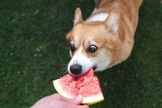 犬はどんな味を『美味しい』と感じるの？意外と知らない愛犬の味覚について解説