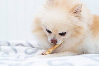 犬はどんな味を『美味しい』と感じるの？意外と知らない愛犬の味覚について解説