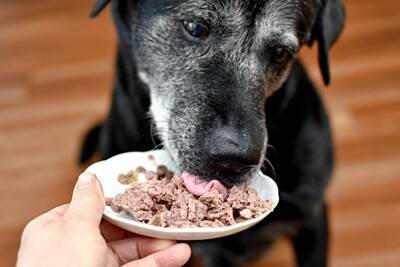 犬はどんな味を『美味しい』と感じるの？意外と知らない愛犬の味覚について解説