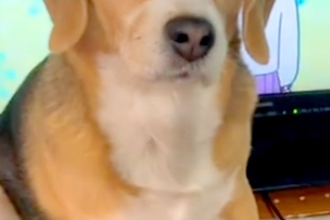 『よりによって、なぜそこに…』男の子がテレビを見ていたら、犬が邪魔をして…微笑ましいアピールと『ドヤ顔』に反響「あるある」「かわいすぎ」