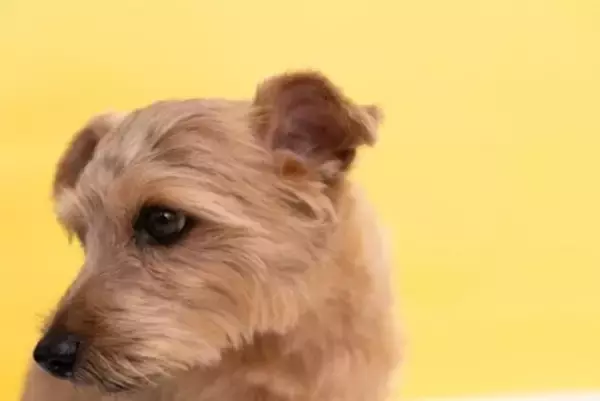 犬が『叱られた』ときにみせる行動3つ　愛犬が反省しているサインや注意すべき態度まで
