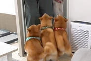 『お兄ちゃん、帰ってくるって』息子の帰省でソワソワする4匹の犬→ドアを開けた瞬間…想像を超える『再会の光景』が77万再生「なんて羨ましい」