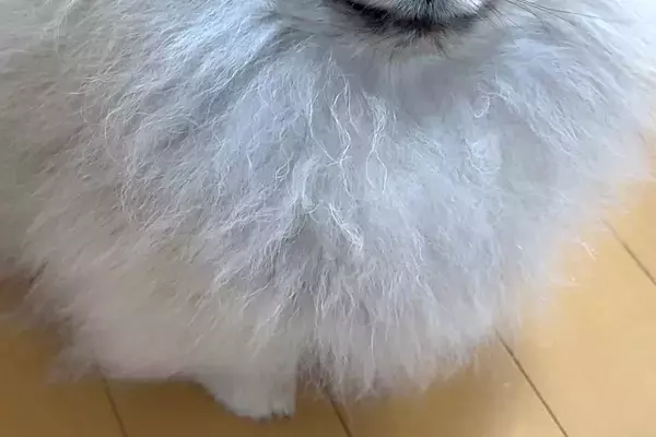 子犬に『お鼻食べていい？』と100回ほど聞いてみた結果→まるで人間のような『苦笑い』に爆笑続々「プロのかわし方ｗ」「すごい愛想笑いで草」
