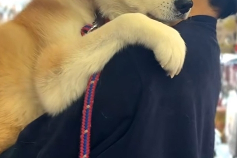 『これから病院に行く』と気づいた秋田犬→パパに抱っこをせがみ…大きいのに赤ちゃんな『愛おしい光景』が13万再生「拗ねてるｗ」「表情豊か」