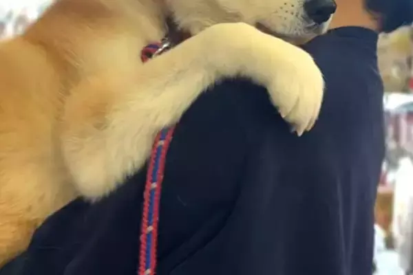 『これから病院に行く』と気づいた秋田犬→パパに抱っこをせがみ…大きいのに赤ちゃんな『愛おしい光景』が13万再生「拗ねてるｗ」「表情豊か」