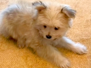 『ブルー系に育つかな』と思っていた赤ちゃん犬→数年後…予想を裏切る『まさかの成長』が30万再生「かわいぃぃぃ」「お耳パタンたまらんｗ」