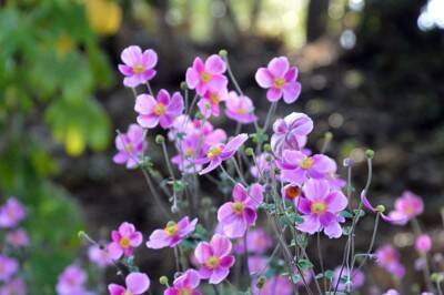 犬に危険な『秋の植物』５選　誤食してしまったときの症状や予防策まで