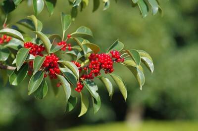 犬に危険な『秋の植物』５選　誤食してしまったときの症状や予防策まで