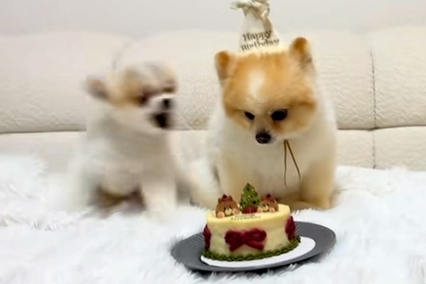 犬の誕生日をケーキでお祝い→みんなで『待て』をする最中、フライングしてしまい…まさかのブチギレが170万再生「容赦ないｗ」「全員面白い」